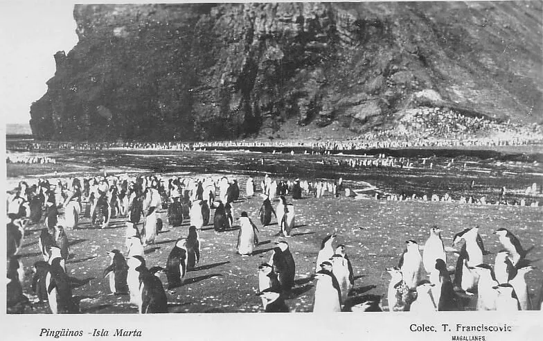 Pingüinos en Isla Marta, 1920 — 1920 | Chile de Ayer
