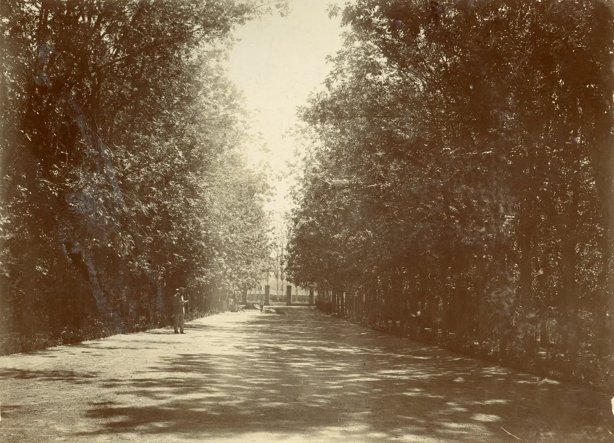 Arborización peatonal — 1901 | Chile de Ayer