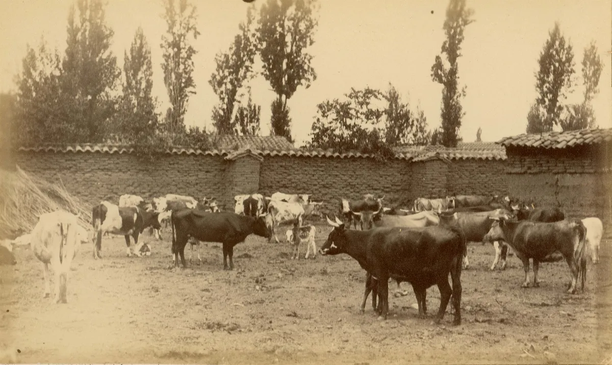 Animales en la zona central, 1888 — Cercanías de Limache — 1888 | Chile de Ayer