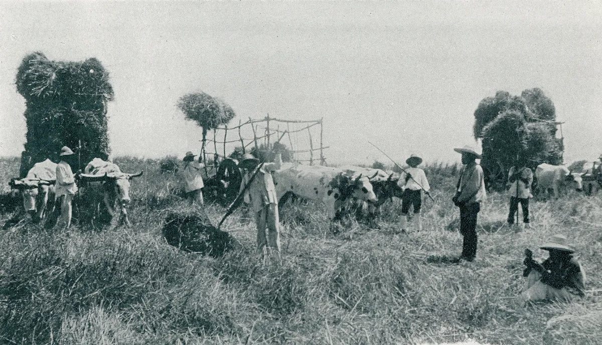 Cosecha de Campo 1890 — Zona central de Chile — 1890 | Chile de Ayer