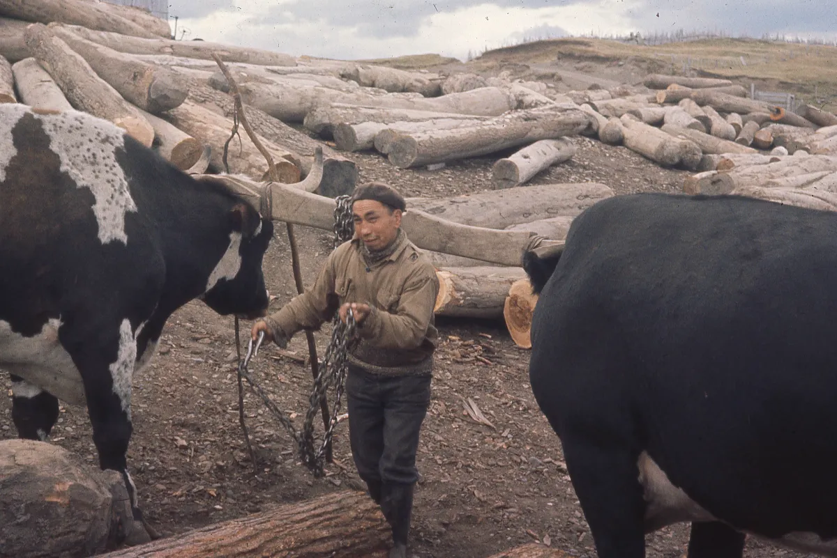 Bueyes en el aserradero ca.1965 — 1963 | Chile de Ayer