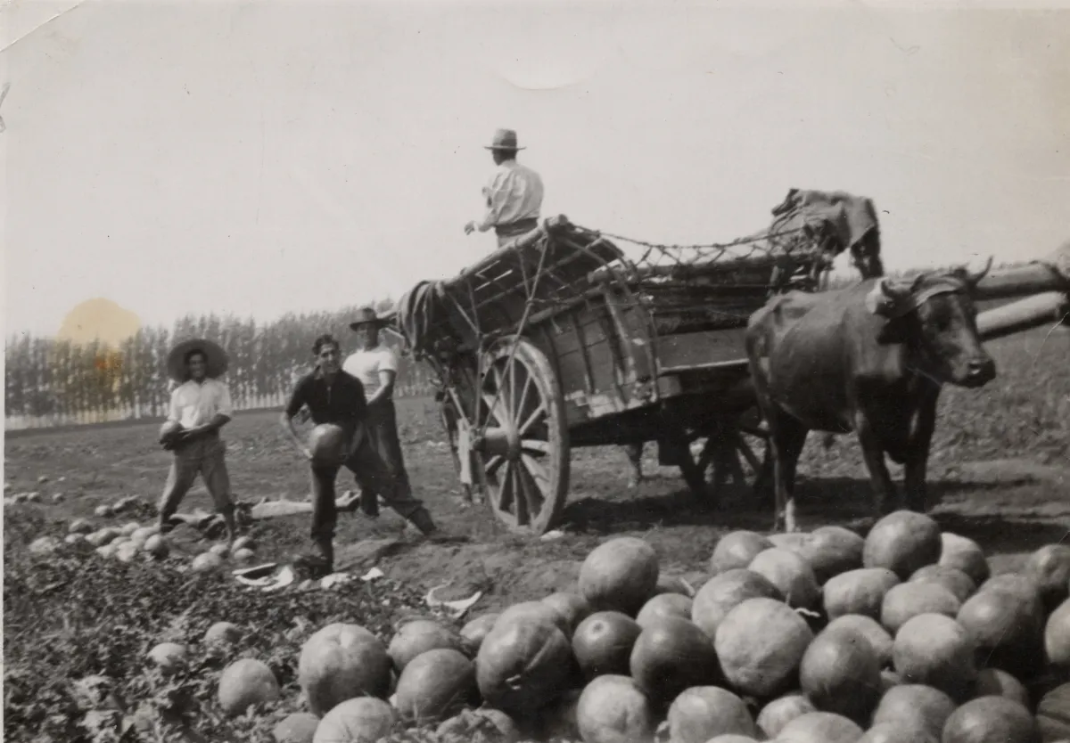 Campesinos recolectando sandías, Las Condes, 1939 — Las Condes — 1939 | Chile de Ayer