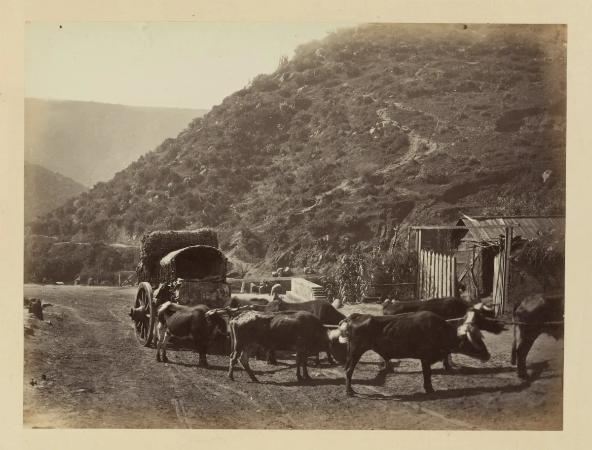 Carretas chilenas y bueyes, 1868 — 1865 | Chile de Ayer