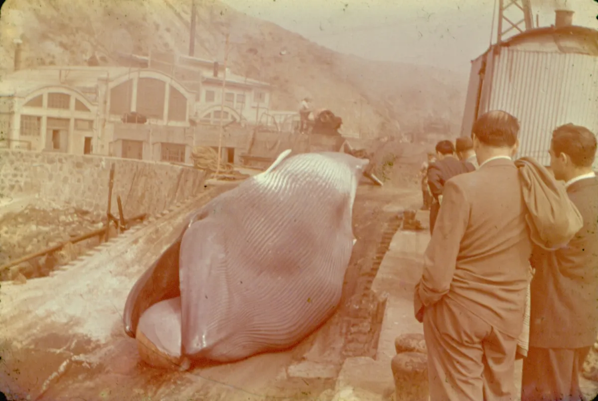 Ballenera Quintay 1955 — Ballenera de Quintay — 1955 | Chile de Ayer
