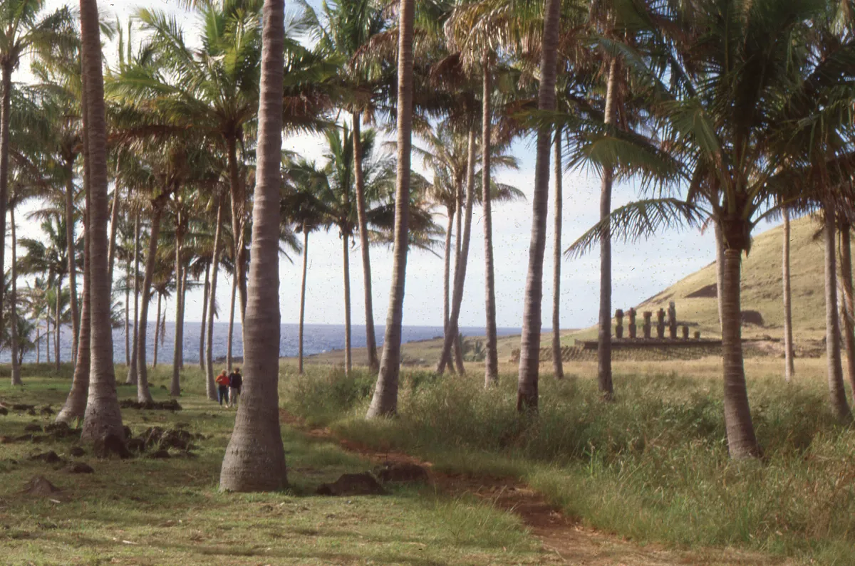 Palmeras de Hanga Rau, Anakena en 1978 — Playa de Anakena — 1978 | Chile de Ayer