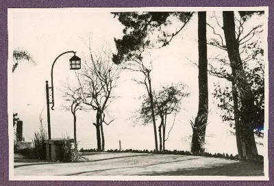 Paseo arbolado en Viña del Mar — Viña del Mar — 1940 | Chile de Ayer
