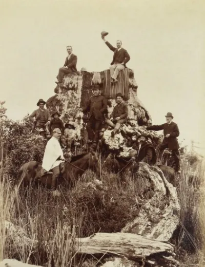 Posando sobre el Tocón de Alerce, La Vara en 1893. — 1893 | Chile de Ayer