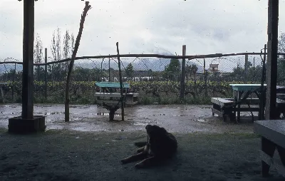 Sector Parque Nacional la Campana en los 70s — 1920 | Chile de Ayer