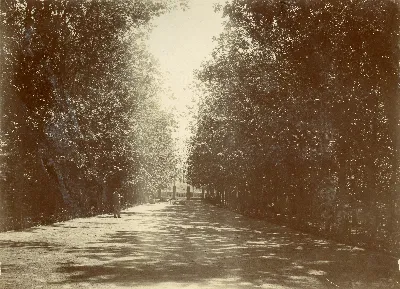 Arborización peatonal — 1901 | Chile de Ayer