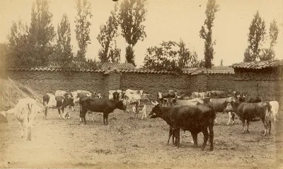 Animales en la zona central, 1888 — Cercanías de Limache — 1888 | Chile de Ayer
