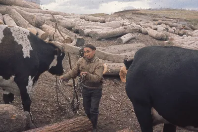 Bueyes en el aserradero ca.1965 — 1963 | Chile de Ayer