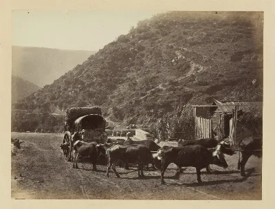Carretas chilenas y bueyes, 1868 — 1865 | Chile de Ayer