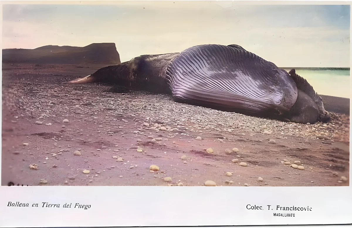 Ballena en Tierra del Fuego — 1920 | Chile de Ayer