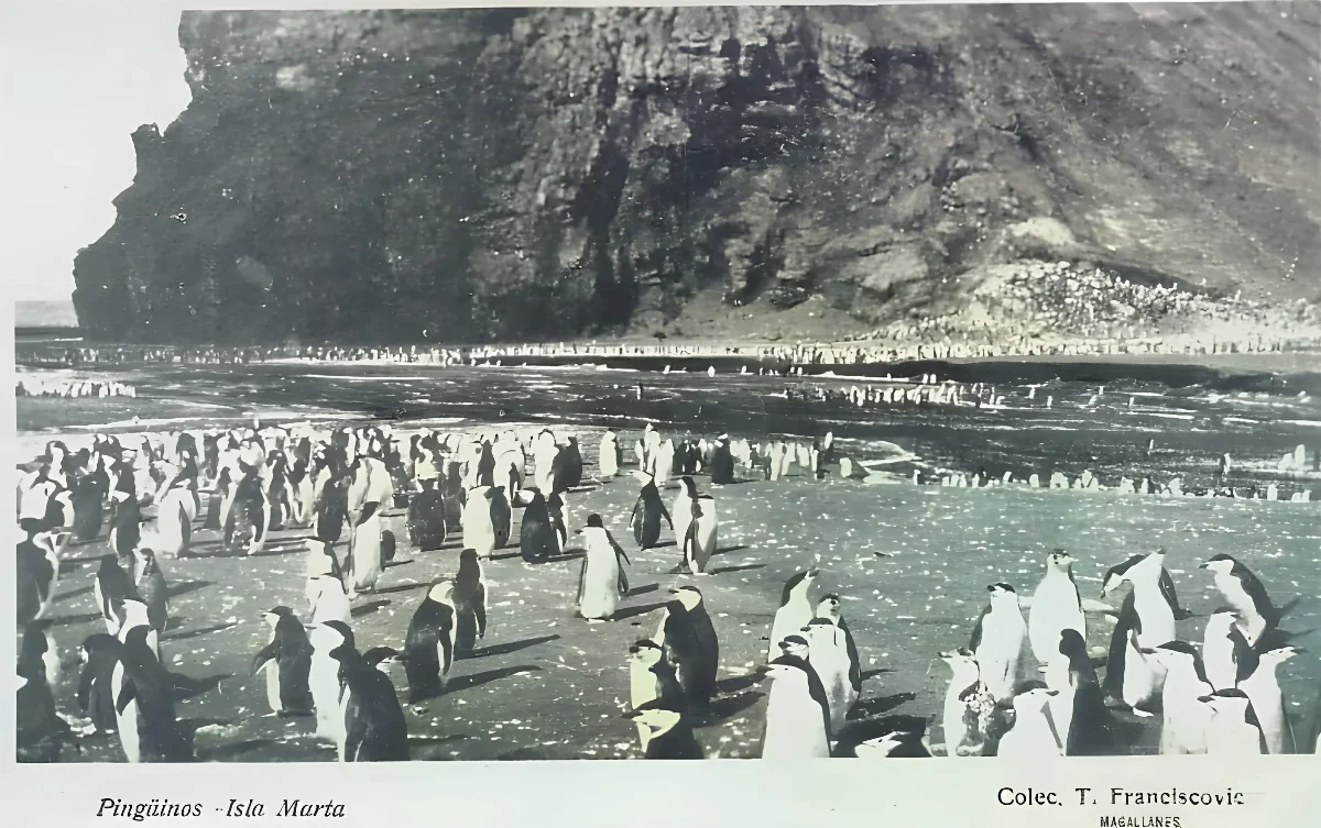 Pingüinos en Isla Marta, 1920 — 1920 | Chile de Ayer