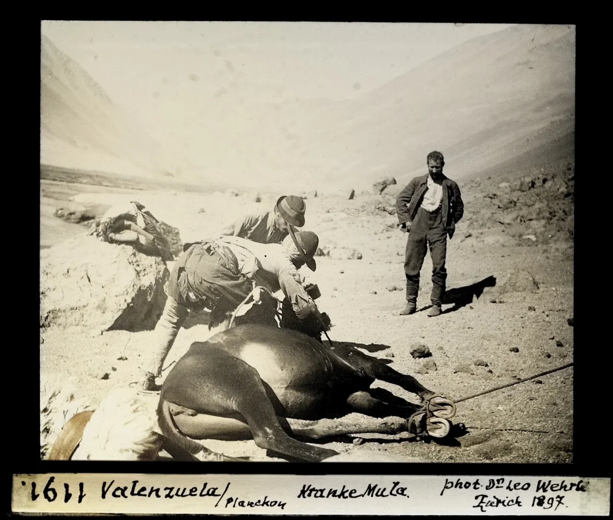 Desolladura de animal en Valenzuela, Plancón, 1897 — aprox. 1897–1940 | Chile de Ayer