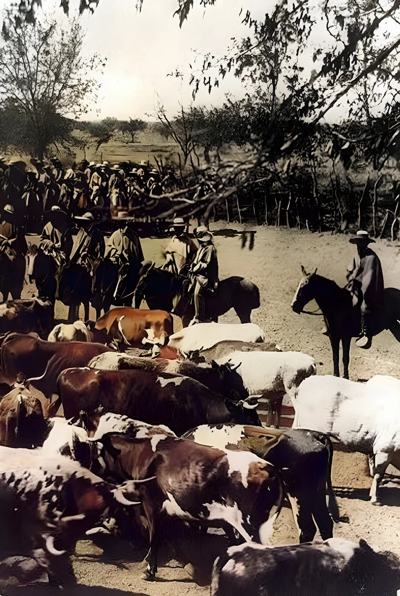 Vaqueros con ganado en Chile, 1890 — aprox. 1890–1930 | Chile de Ayer