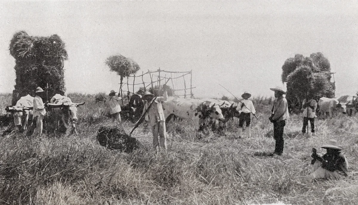 Cosecha de Campo 1890 — Zona central de Chile — 1890 | Chile de Ayer