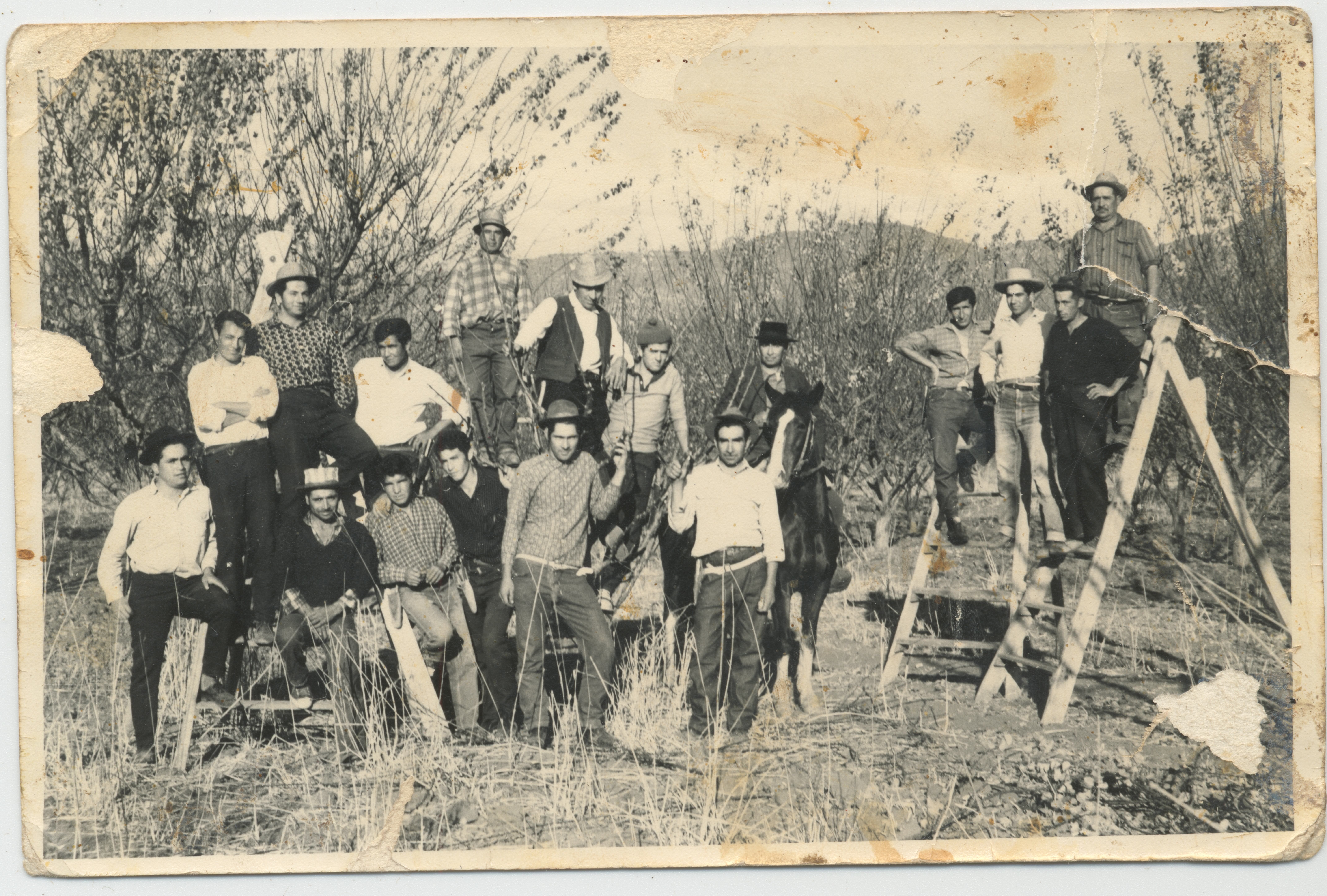 Cuadrilla de trabajadores en faena de poda de ciruelos — Calle Larga — 1965 | Chile de Ayer