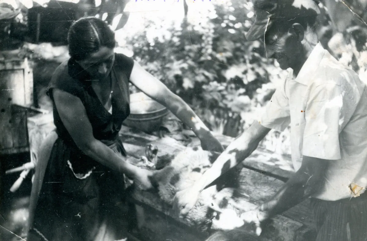 Padrinos faenando un chivito — Pocuro — 1955 | Chile de Ayer