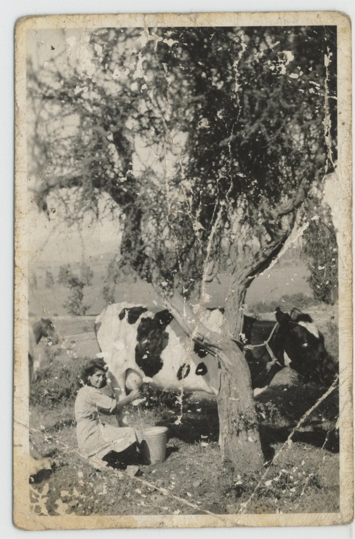 María Dureaux ordeñando una vaca — Calle Larga — 1937 | Chile de Ayer