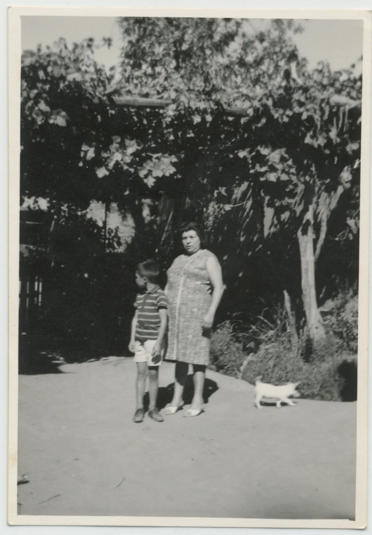 Madre junto a su hijo bajo el parrón — Pocuro — 1966 | Chile de Ayer