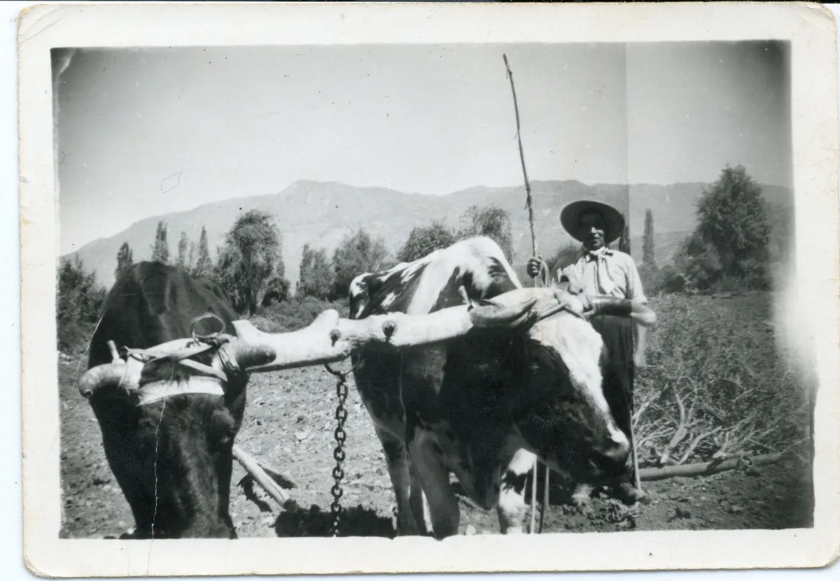 Hombre rastreando con yunta de bueyes — Calle Larga — 1950 | Chile de Ayer