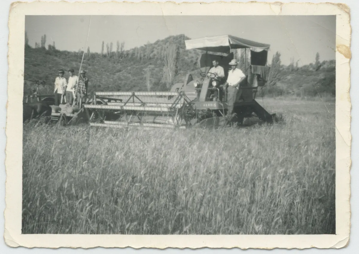 Cosechadora Harris en trigo, Calle Larga — Calle Larga — 1960 | Chile de Ayer
