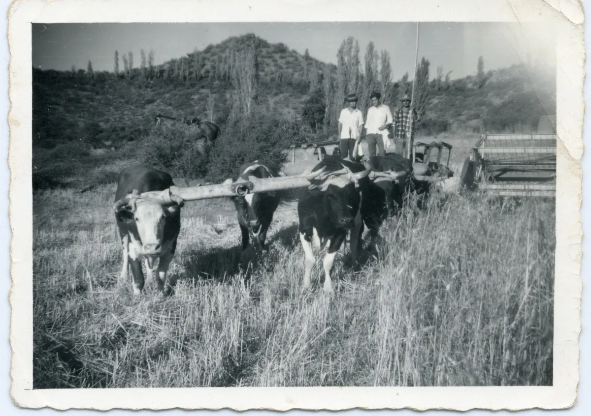 Yunta de bueyes arando en Calle Larga — Calle Larga — 1960 | Chile de Ayer