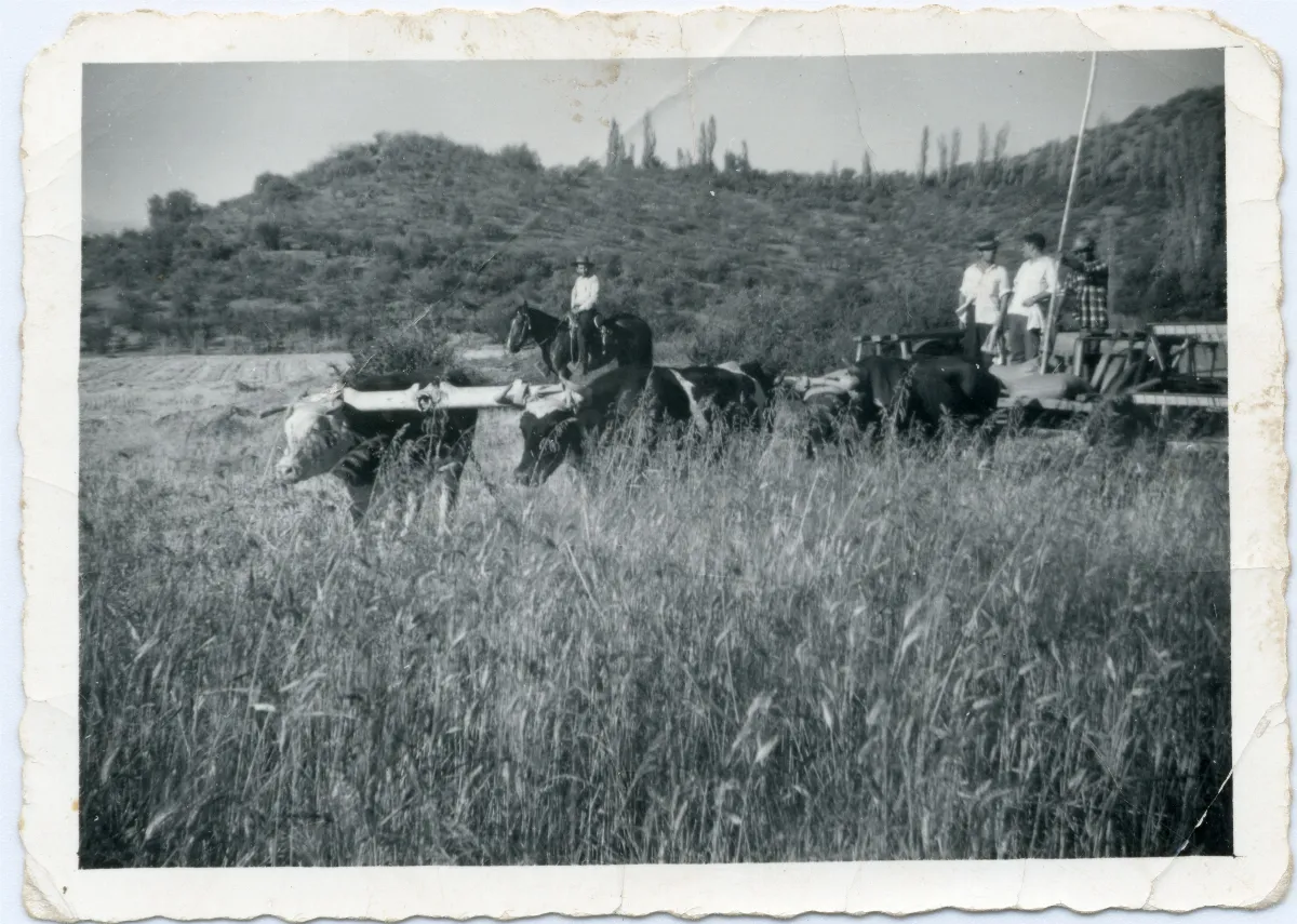 Faena agrícola en los campos de Calle Larga — Calle Larga — 1960 | Chile de Ayer