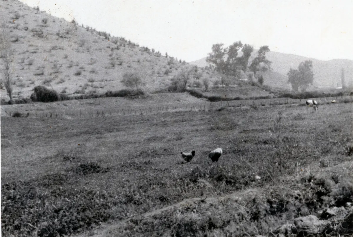 Paisaje campesino Sector La Caldera — Calle Larga — 1961 | Chile de Ayer