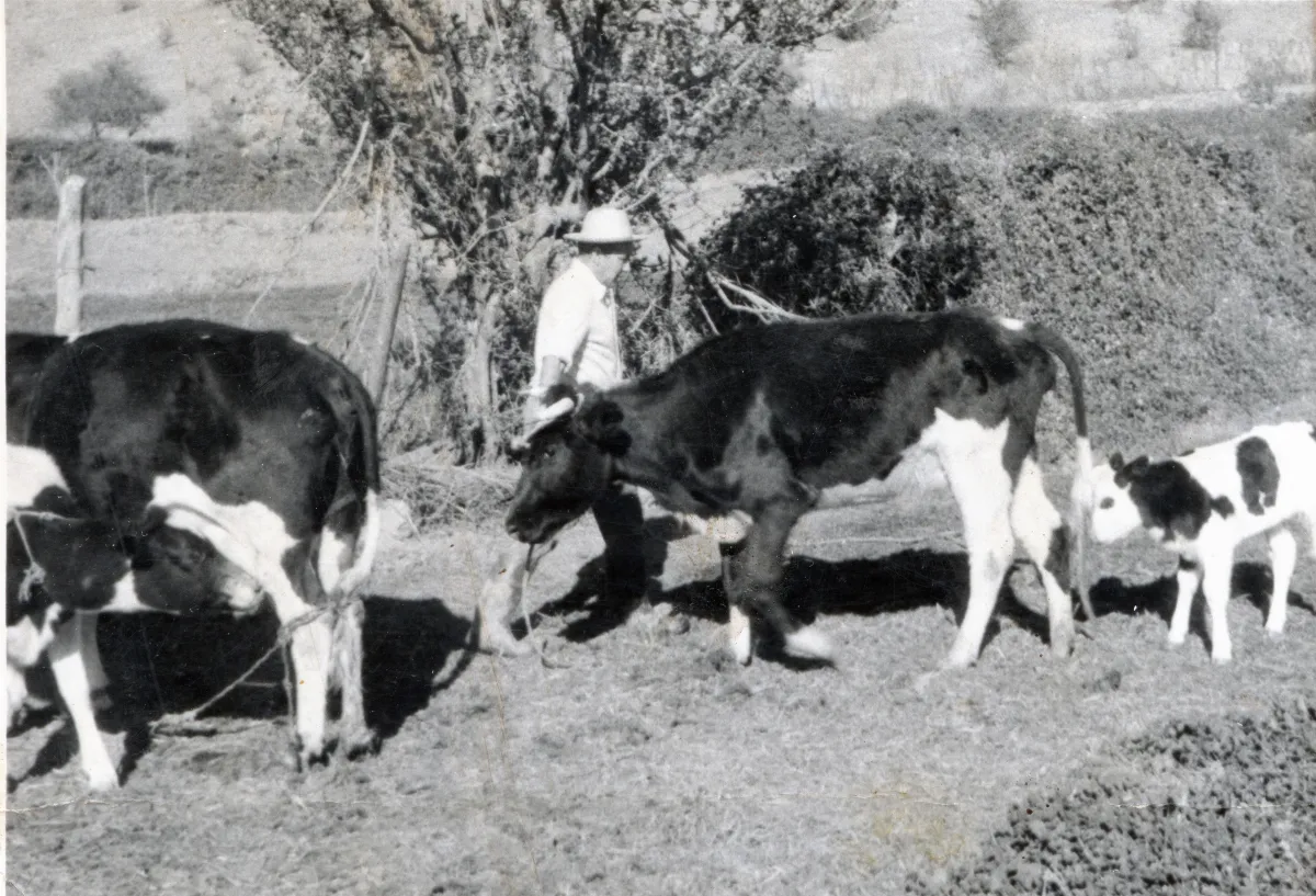 Hombre en el campo — Calle Larga — 1963 | Chile de Ayer