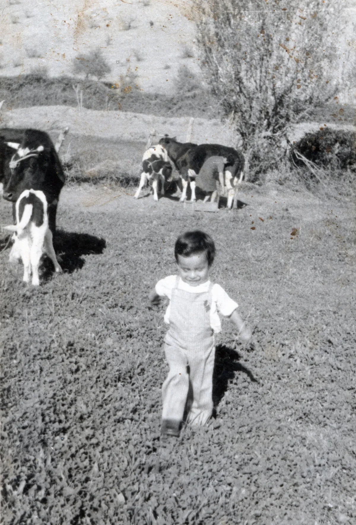 Pequeño niño jugando con sus vacas — Calle Larga — 1964 | Chile de Ayer