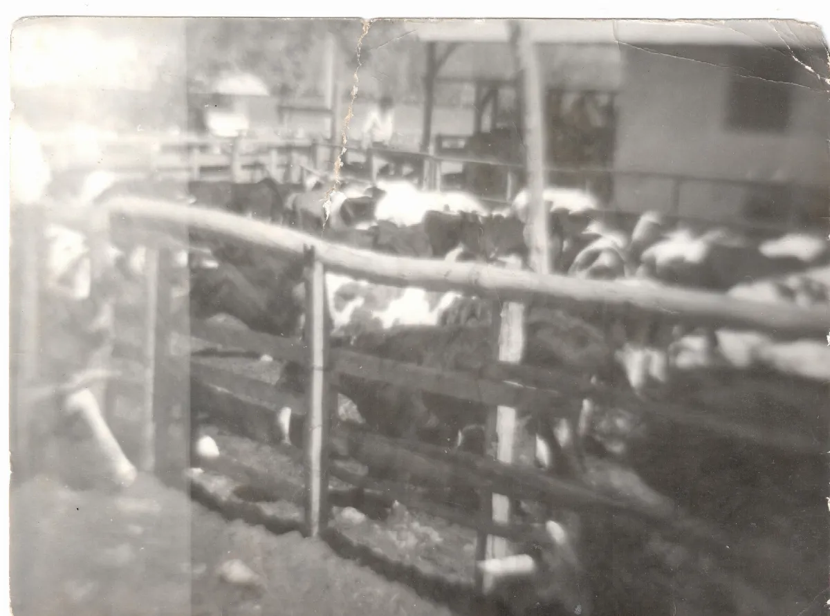 Corral con vacas — Calle Larga — aprox. 1960 | Chile de Ayer