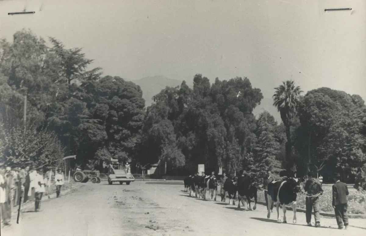 Desfile con maquinaria agrícola IAPB, Calle Larga 1954 — Calle Larga — 1954 | Chile de Ayer