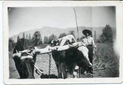 Hombre rastreando con yunta de bueyes — Calle Larga — 1950 | Chile de Ayer
