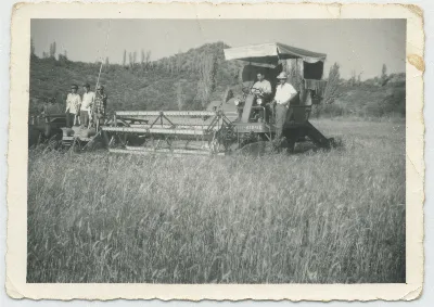 Cosechadora Harris en trigo, Calle Larga — Calle Larga — 1960 | Chile de Ayer