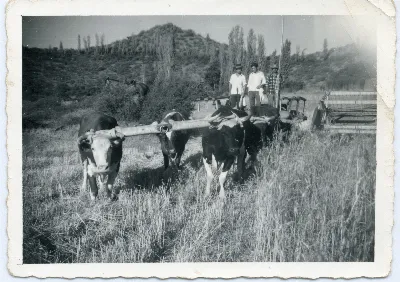 Yunta de bueyes arando en Calle Larga — Calle Larga — 1960 | Chile de Ayer