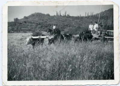 Faena agrícola en los campos de Calle Larga — Calle Larga — 1960 | Chile de Ayer