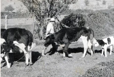 Hombre en el campo — Calle Larga — 1963 | Chile de Ayer