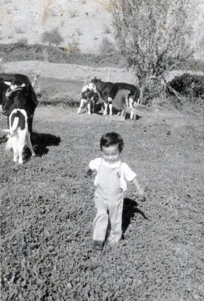 Pequeño niño jugando con sus vacas — Calle Larga — 1964 | Chile de Ayer