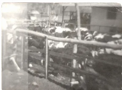 Corral con vacas — Calle Larga — aprox. 1960 | Chile de Ayer