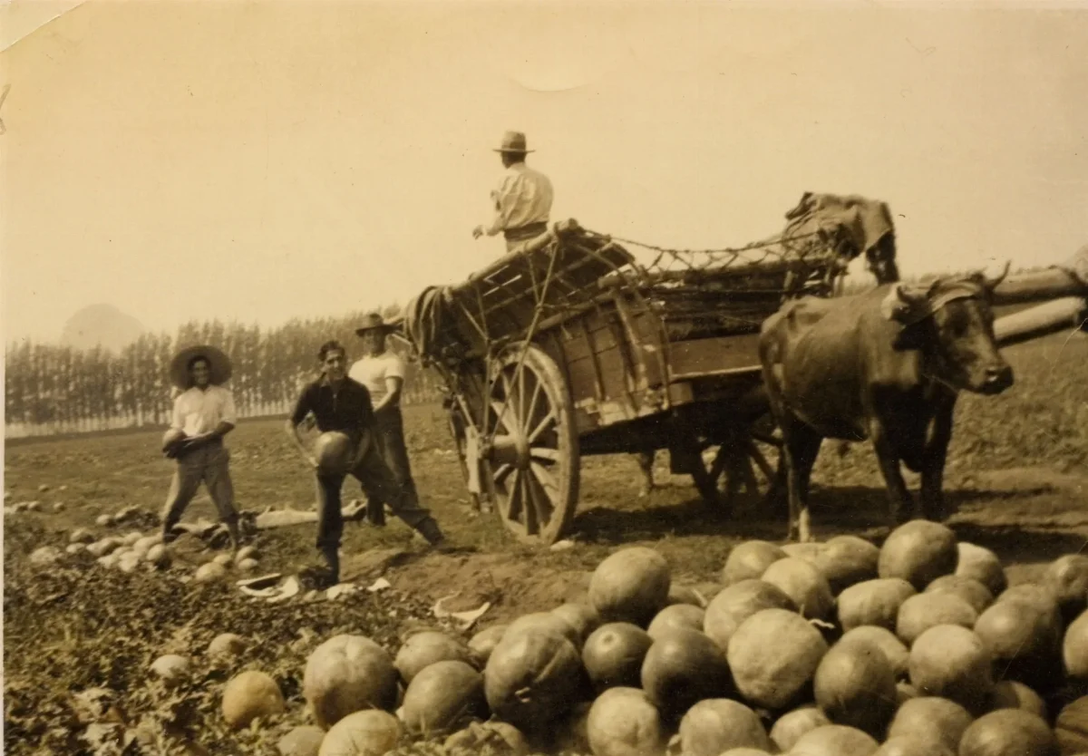 Campesinos recolectando sandías, Las Condes, 1939 — Las Condes — 1939 | Chile de Ayer