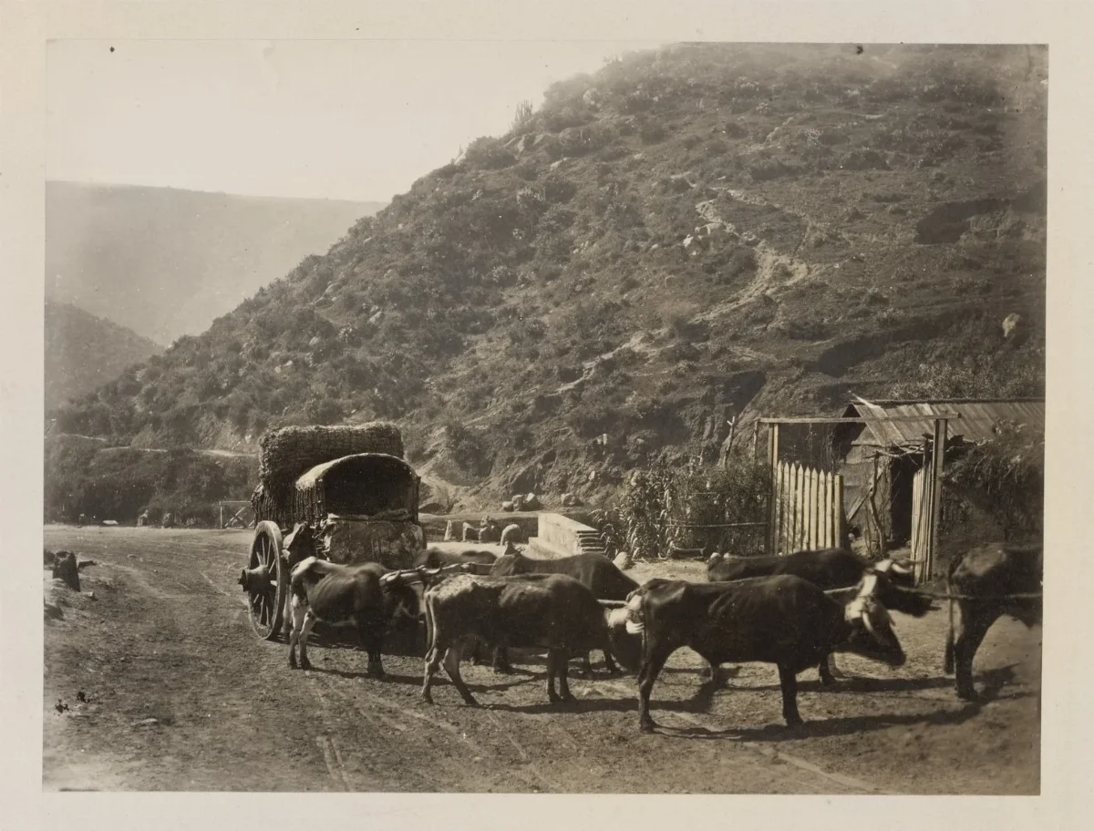 Carretas chilenas y bueyes, 1868 — 1865 | Chile de Ayer