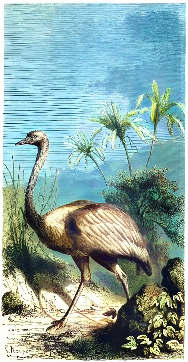 Ñandú o avestruz americano — aprox. 1861 | Chile de Ayer