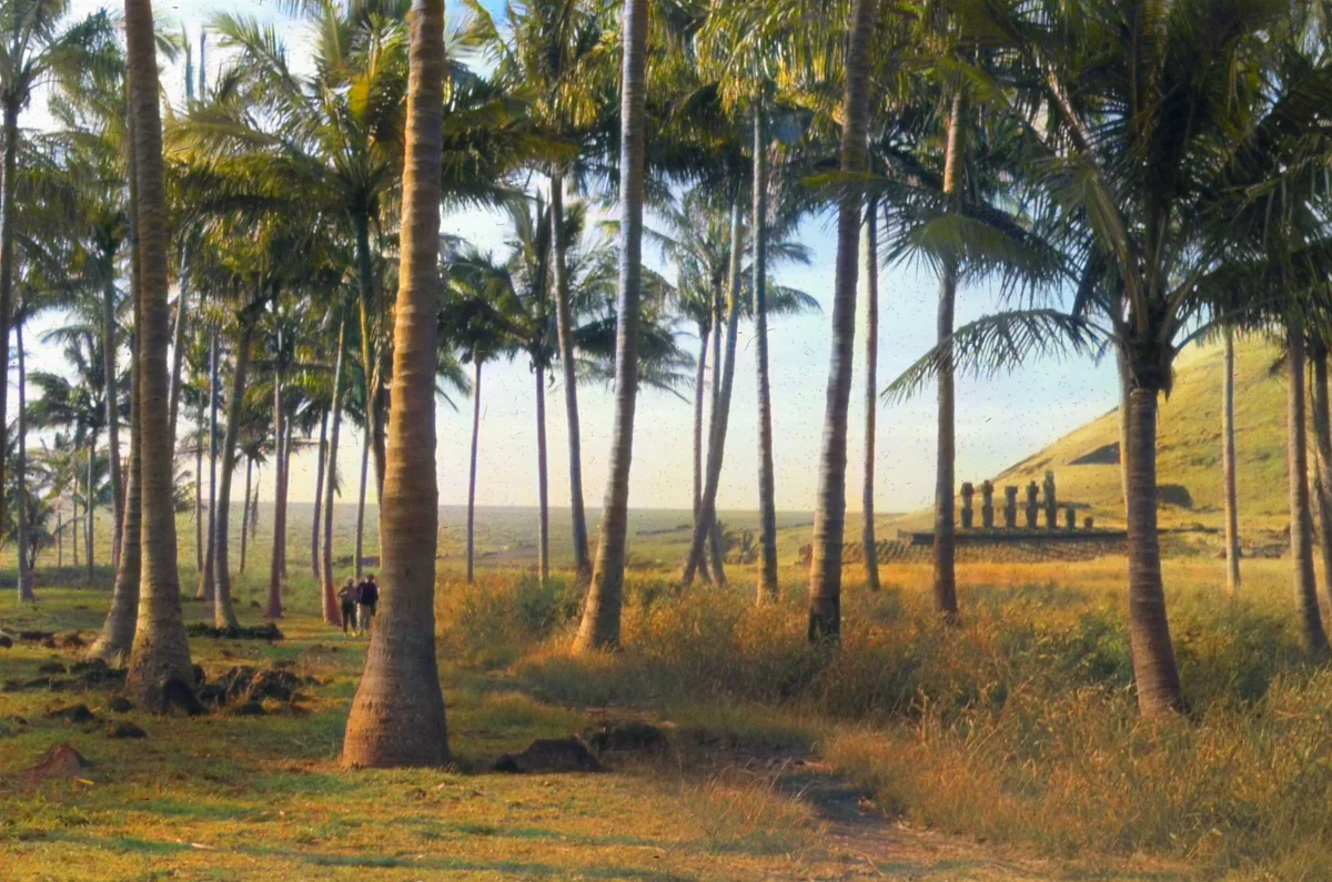 Palmeras de Hanga Rau, Anakena en 1978 — Playa de Anakena — 1978 | Chile de Ayer