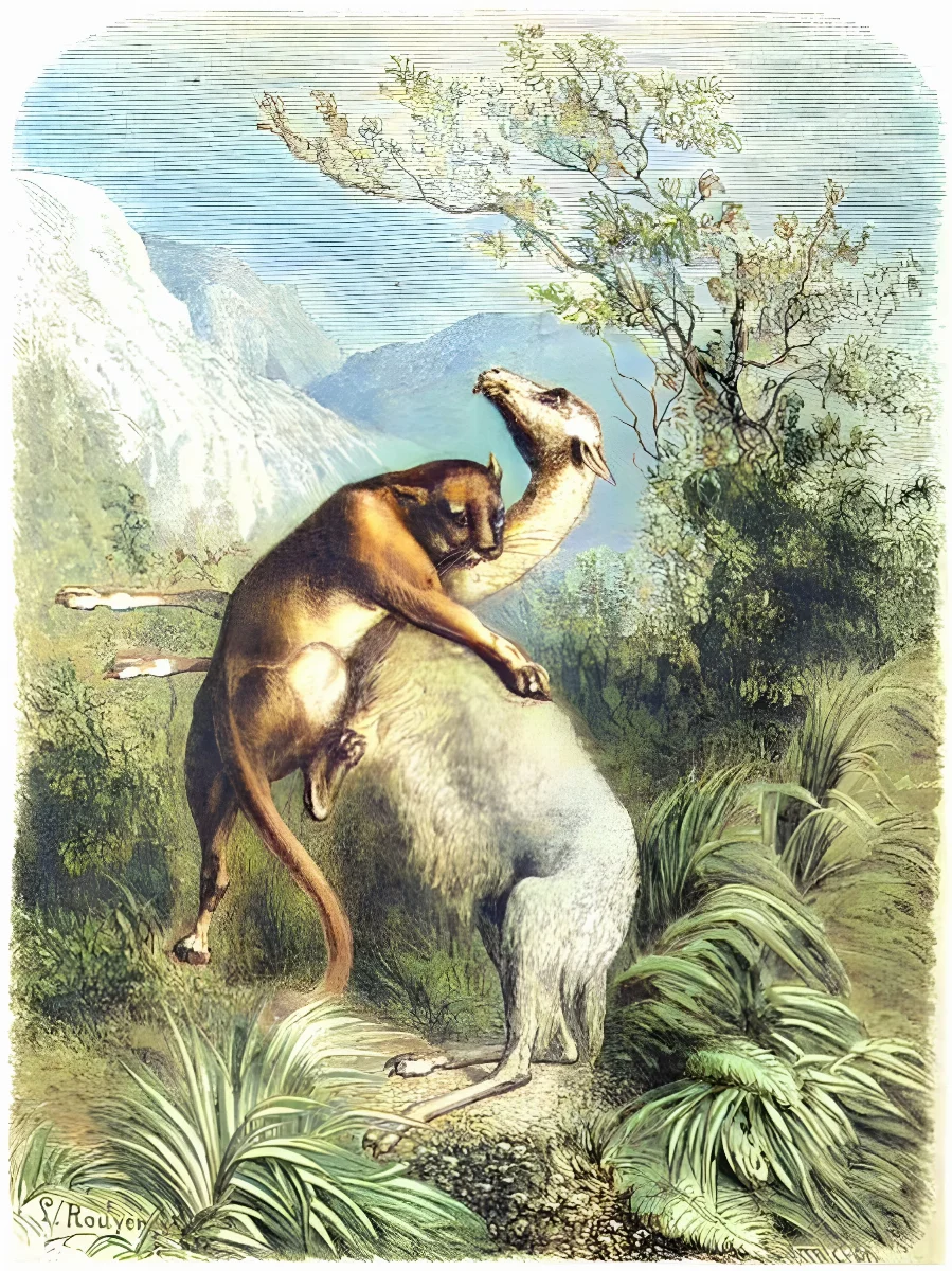 Vicuña sorprendida por un puma — aprox. 1861 | Chile de Ayer