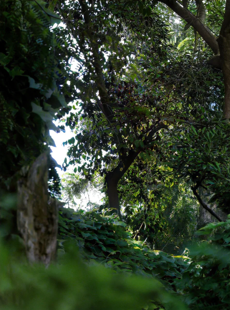 Follaje rojo y helechos a contraluz en los jardines del Cerro Santa Lucía, Santiago — aprox. 1880–1930 | Chile de Ayer