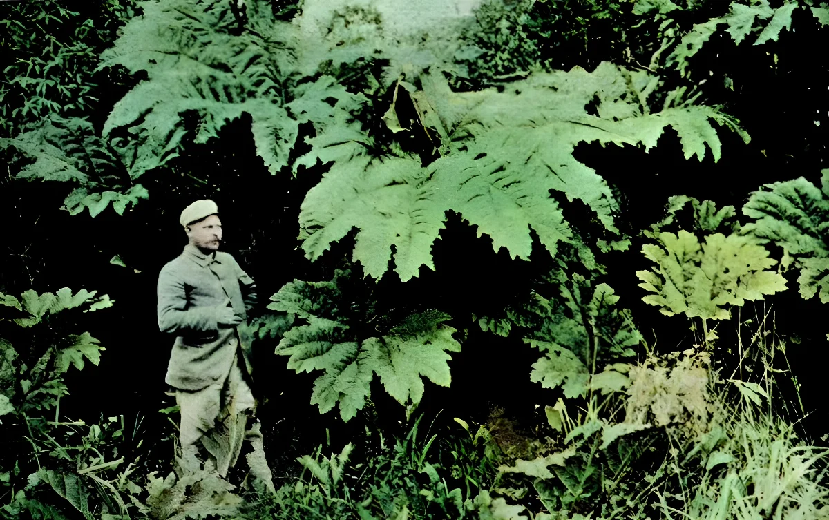 Vegetacion junto al Río Yelcho 1903 — 1903 | Chile de Ayer
