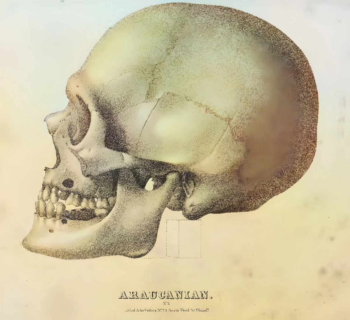 Araucanian-Crania-Americana — Temuco — 1839 | Chile de Ayer