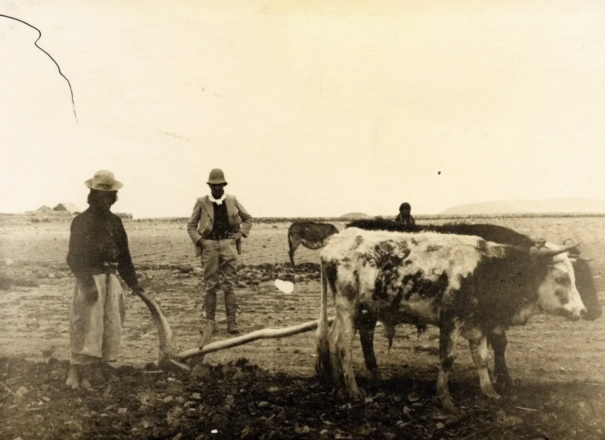 Don Guidor Ayala betraktar plöjande Aymara-indian. Peruanska högslätten - SMVK - 002320 — 1904 | Chile de Ayer